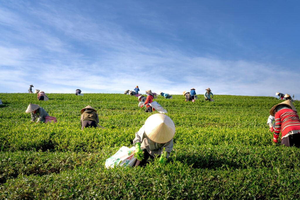 A group of farmers harvesting tea leaves in a verdant field under a clear blue sky.