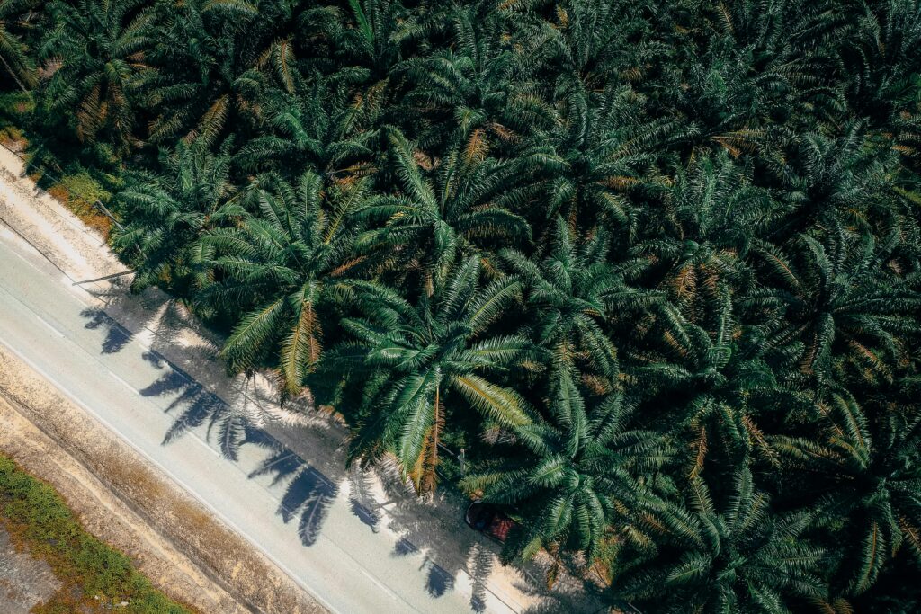 Aerial view capturing a lush palm tree plantation adjacent to a country road.