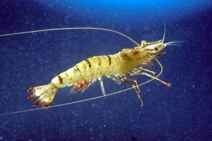 CSIRO_ScienceImage_2992_The_Giant_Tiger_Prawn