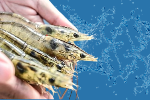 Dibalik-Gurihnya-Udang-Vaname