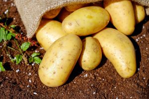 potatoes, vegetables, tuber, nature, root vegetables, tuber crops, harvest, garden, produce, organic, fresh, fresh potatoes, raw, raw potatoes, fresh produce