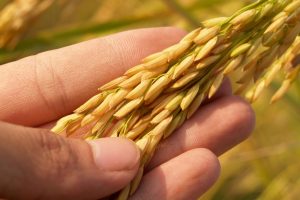 Detailed image of a hand gently cradling ripe rice grains, symbolizing harvest and agriculture.